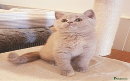 British Shorthair cats for sale: Top Quality British Shorthair kittens  - Image 6