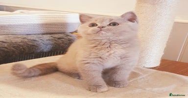 British Shorthair cats - Advert 13