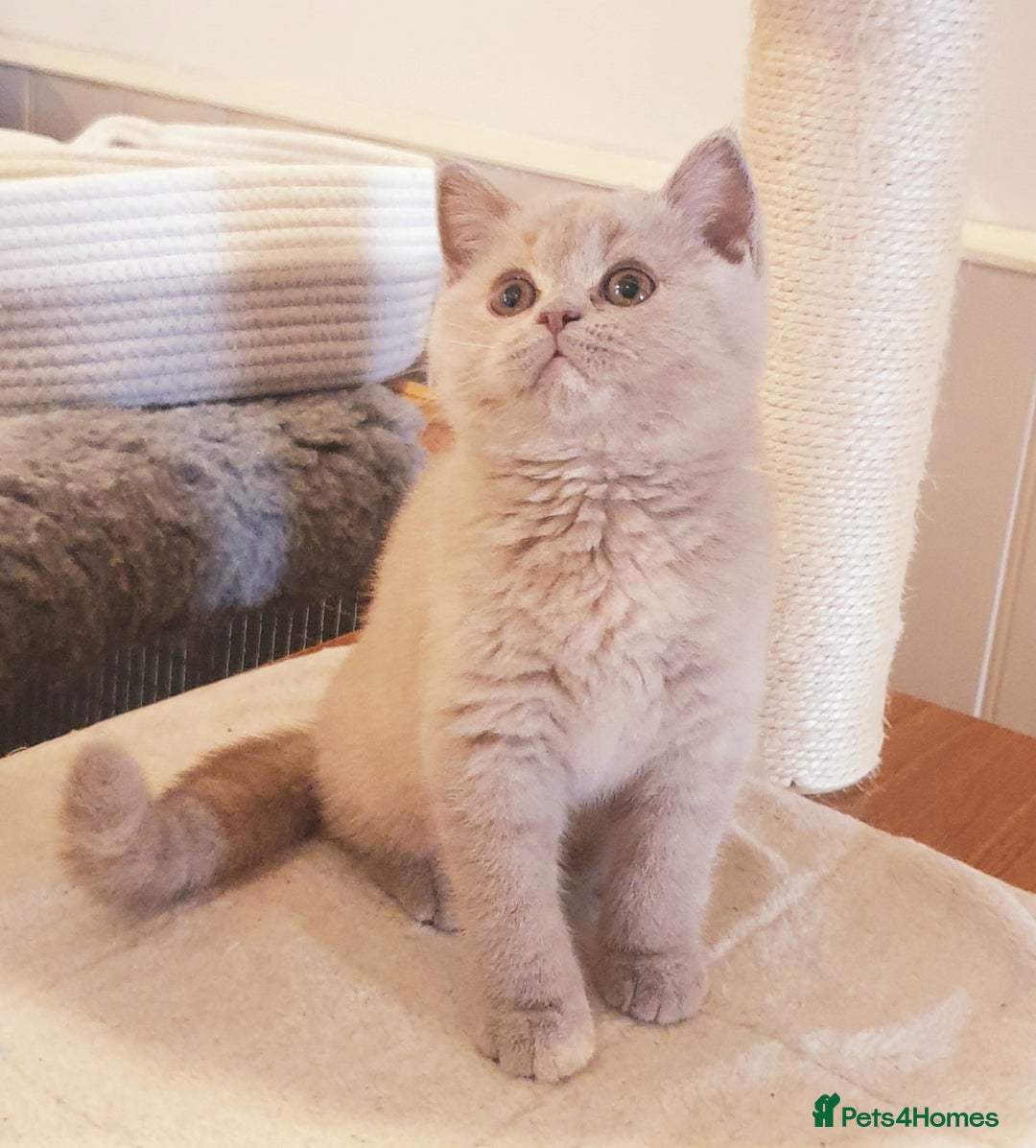 British Shorthair cats for sale: Top Quality British Shorthair kittens  - Image 6