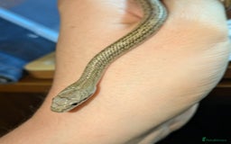 Rat Snake reptiles for sale: RARE baby captive bred japanese rat snake - Image 9