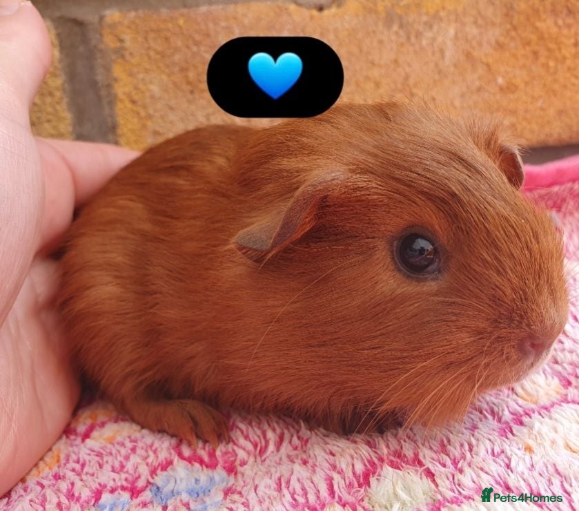 Guinea Pig rodents Beautiful guinea pigs - Advert 1