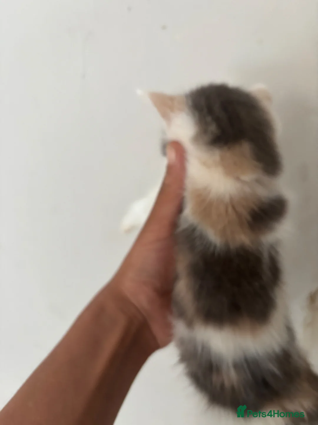 Bengal cats for sale: Bengal kittens mixed litter beautiful rare coats - Advert 1