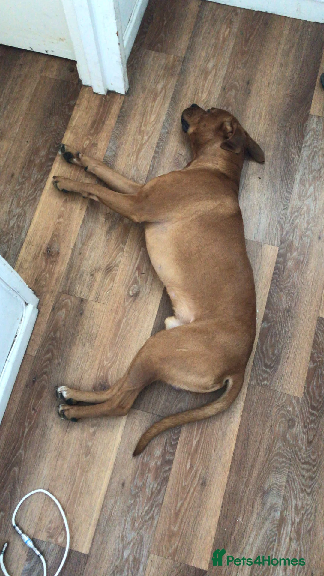 Mixed Breed dogs for stud: Rouge  - Advert 6