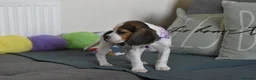 Beagle dogs for sale: Beautiful beagle puppies  - Advert 27