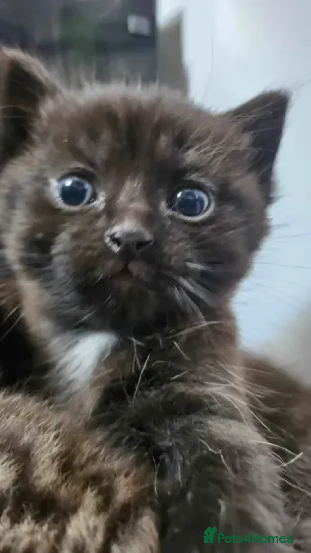 Mixed Breed cats for sale: kittens with love - Advert 2