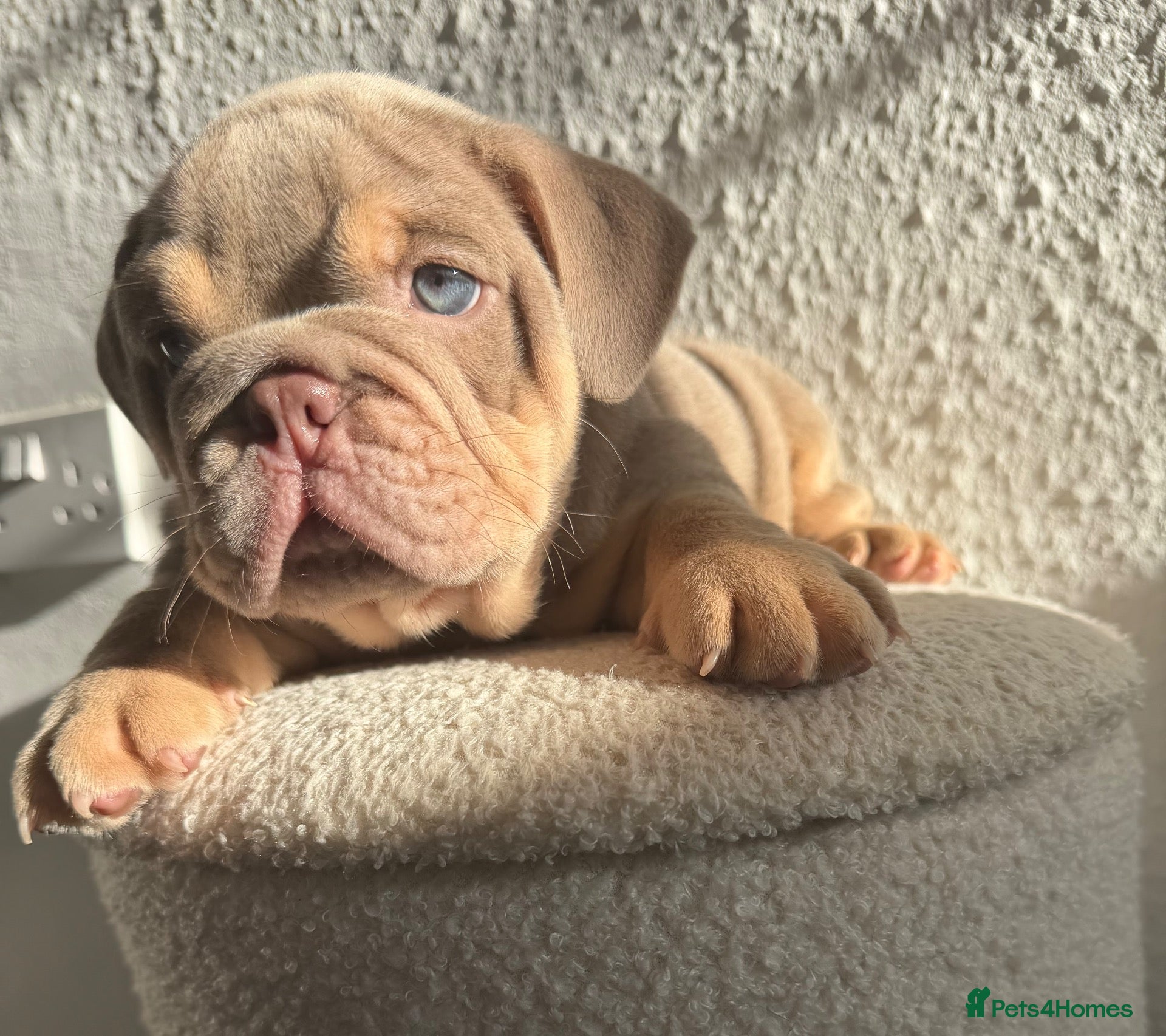 English Bulldog dogs Stunning English Bulldog Puppies 💖 - Advert 3