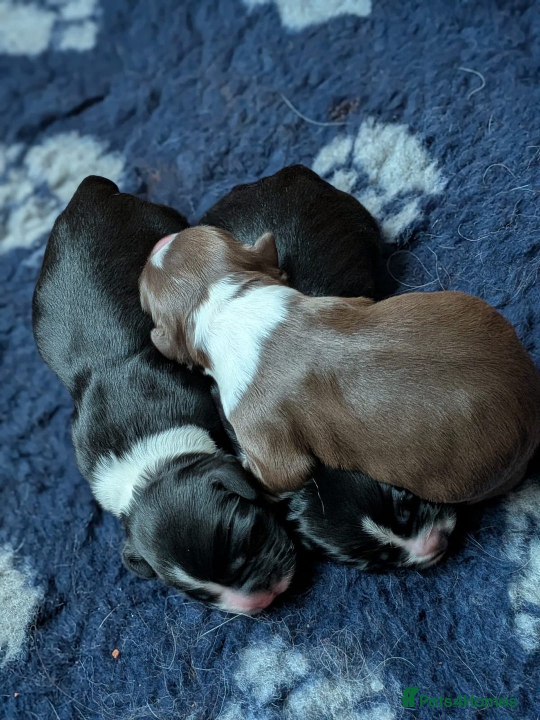 Mixed Breed dogs for sale: Beautiful puppies Sprollie x Cocker Spaniel  - Advert 4