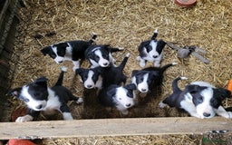 Border Collie dogs for sale: collie pups for working homes - Advert 1