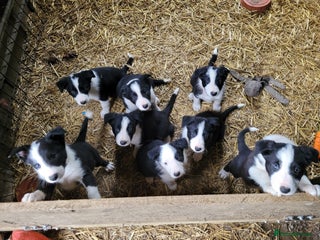 Border Collie dogs for sale: collie pups for working homes - Advert 1