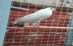 Pigeons birds for sale: 7 Pigeons for sale - Image 17