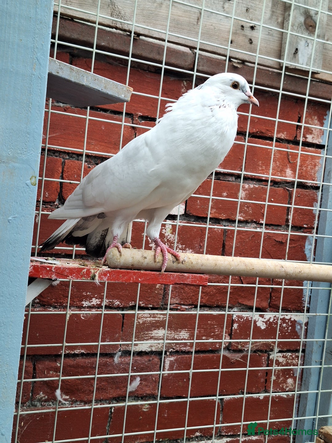 Pigeons birds for sale: 7 Pigeons for sale - Image 17