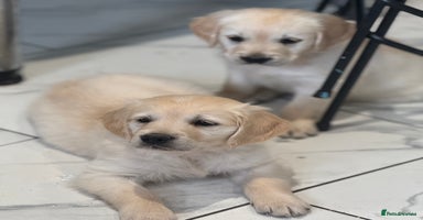 Golden Retriever dogs - Advert 2
