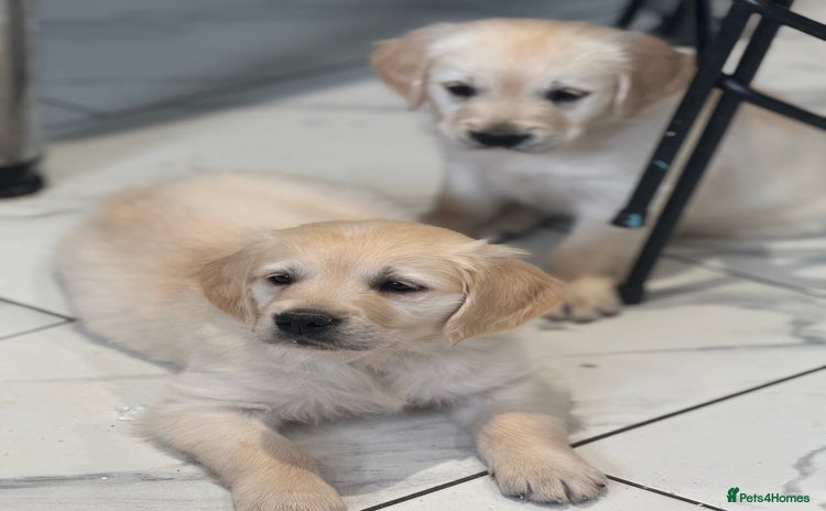 Golden Retriever dogs - Advert 1