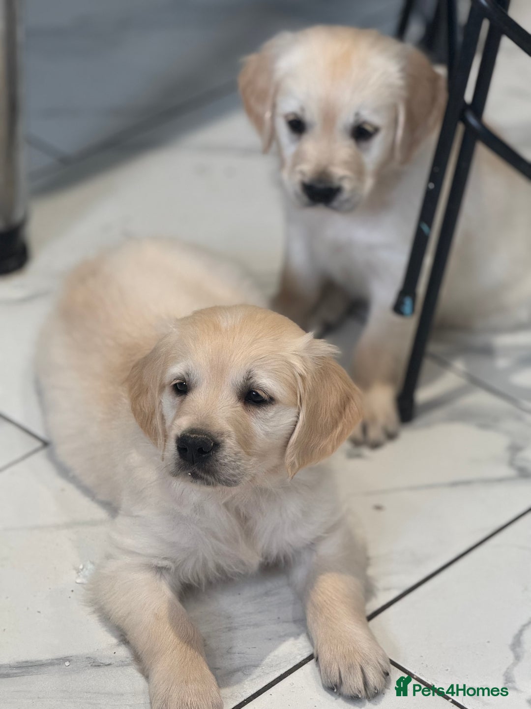 Golden Retriever dogs for sale: 9 gorgeous golden retriever pups  - Image 3