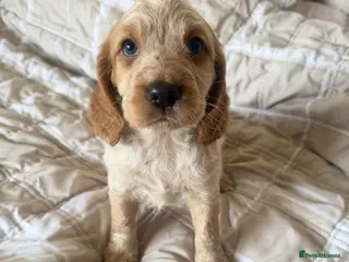 Cocker Spaniel dogs Cocker spaniel pups available to reserve - Advert 15