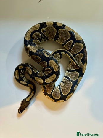 Python Snake reptiles in Coalville - Advert 9