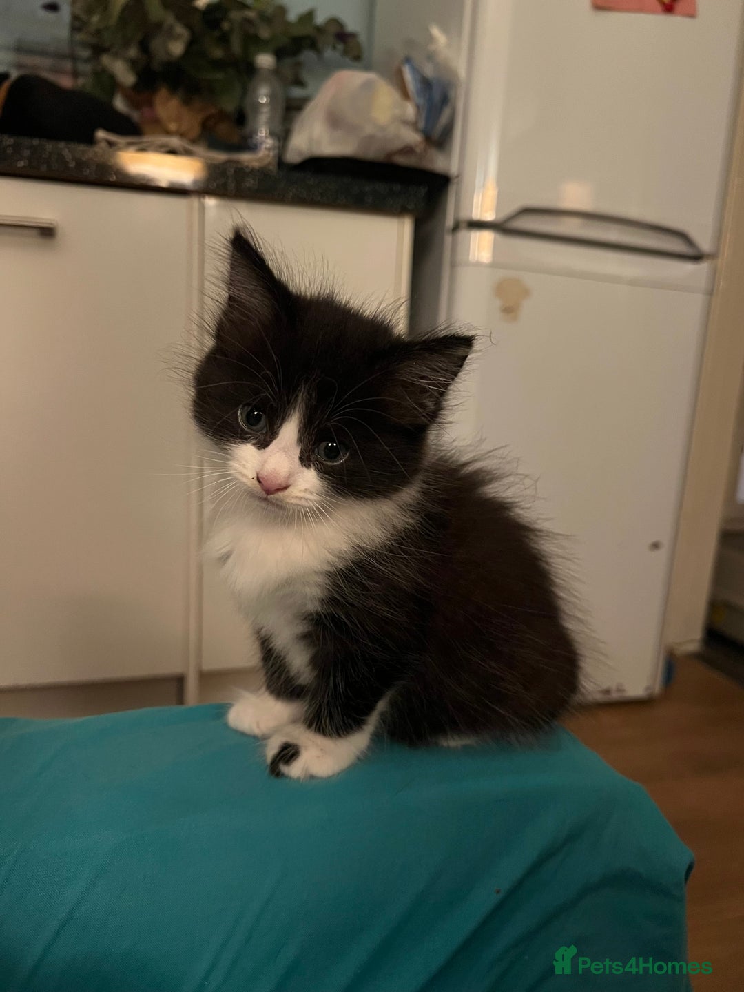 Mixed Breed cats for sale: Loving, Sweet Tempered Kittens - Image 4