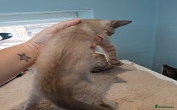 Bengal cats for sale: Tica RG Blue silver snows - Image 10