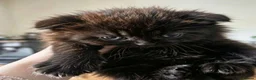 Scottish Fold cats for sale: Beautiful Scottish fold kittens readyto leave - Advert 14