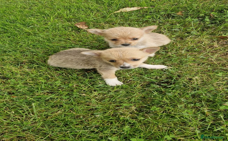 Chihuahua dogs - Advert 2