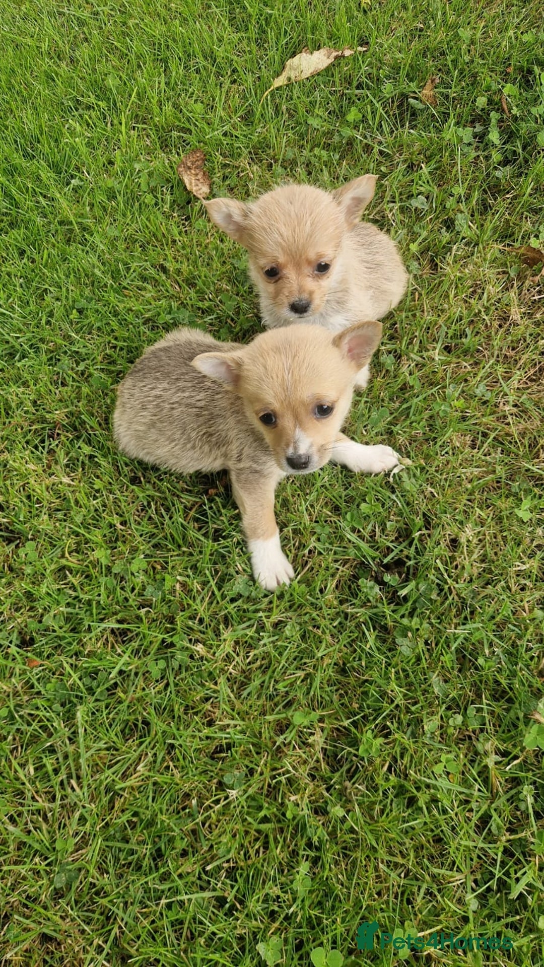 Chihuahua dogs for sale: Chihuahua puppies - Image 1