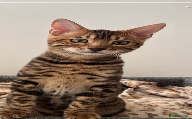 Bengal cats - Advert 12