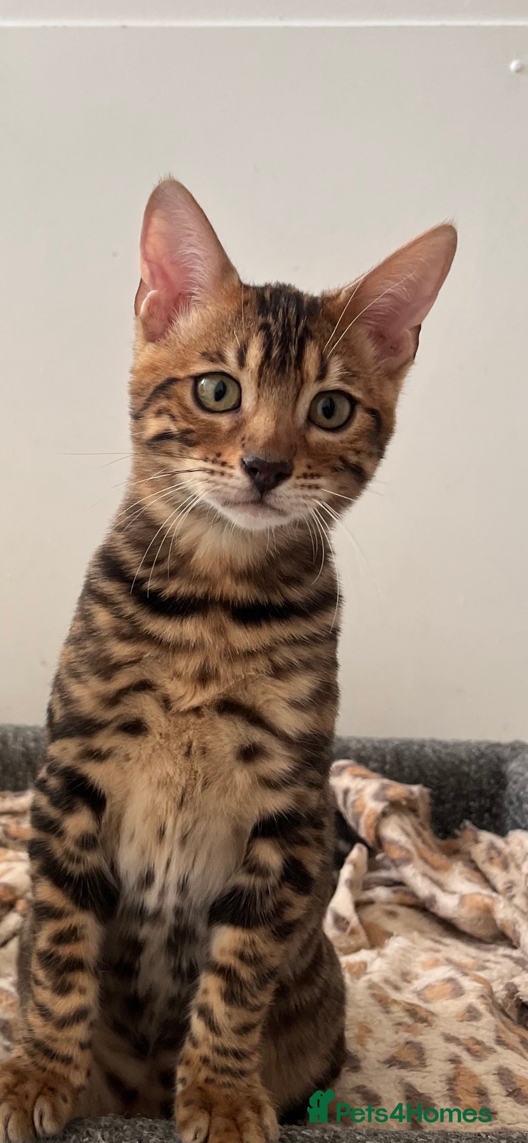 Bengal cats for sale: TICA reg STUNNING BENGAL KiTTENs - Image 3