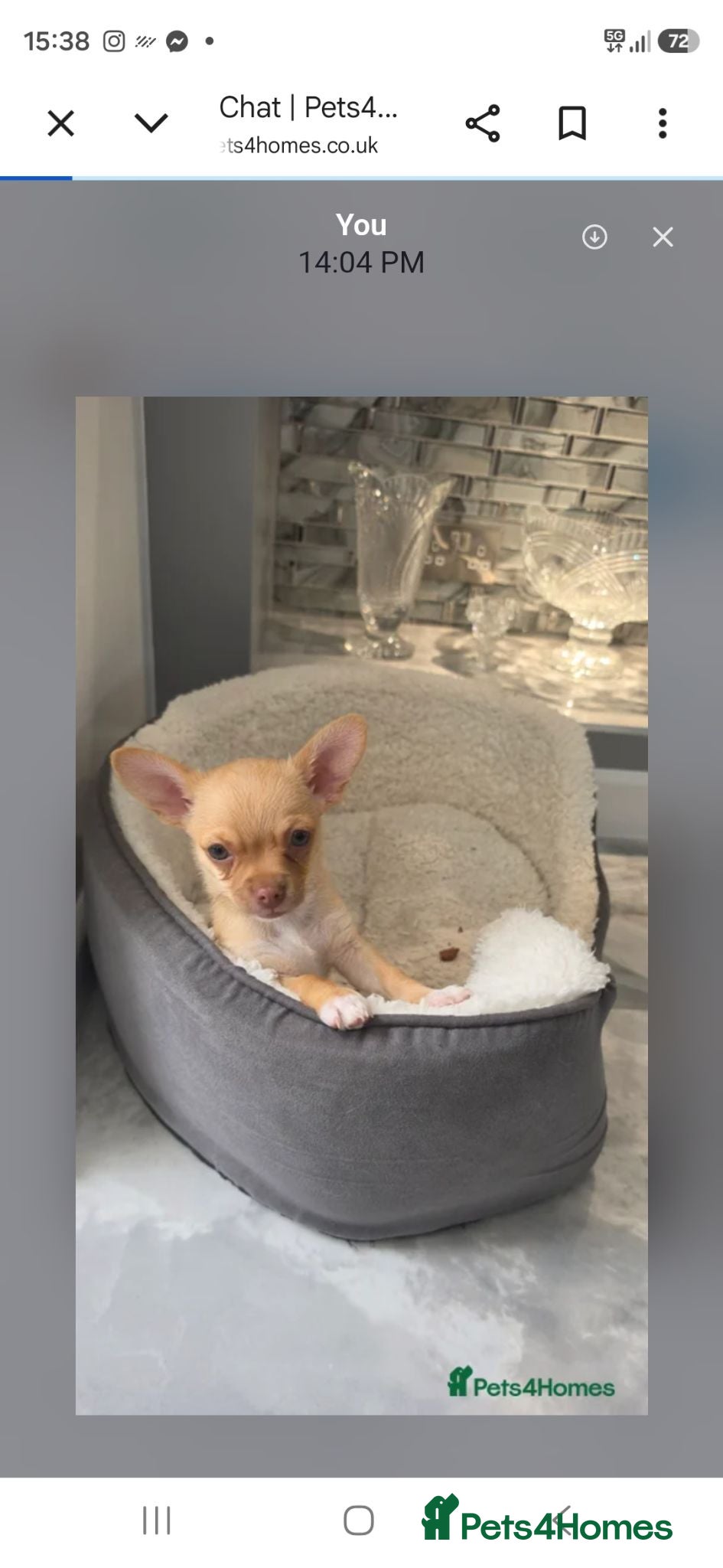 Chihuahua dogs  **  tiny little boy !! Chihuahua left  - Advert 9
