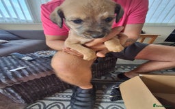Lurcher dogs for sale: Lurcher long an short wired puppies - Image 8