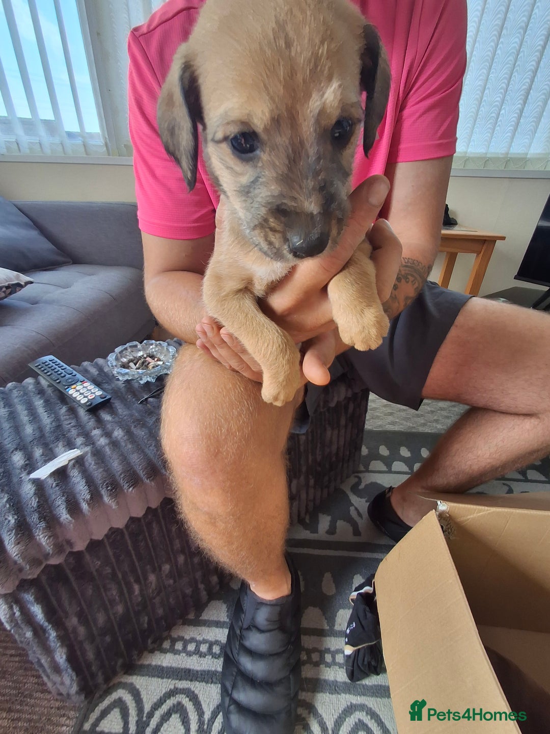 Lurcher dogs for sale: Lurcher long an short wired puppies - Image 8