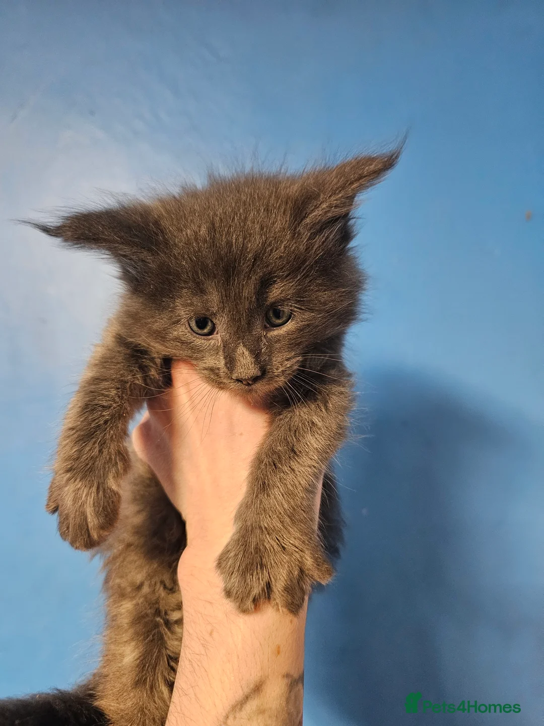 Maine Coon cats for sale: Blue Maine Coon Kittens in Dover - Advert 6
