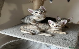 Mixed Breed cats for sale: Crossed BENGALS  - Image 1