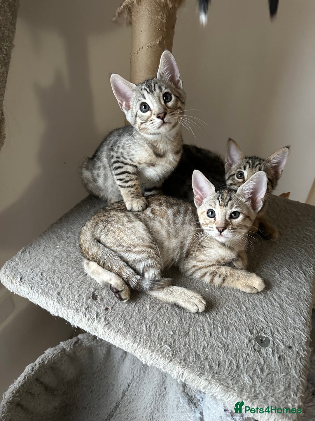 Mixed Breed cats for sale: Crossed BENGALS  - Image 1