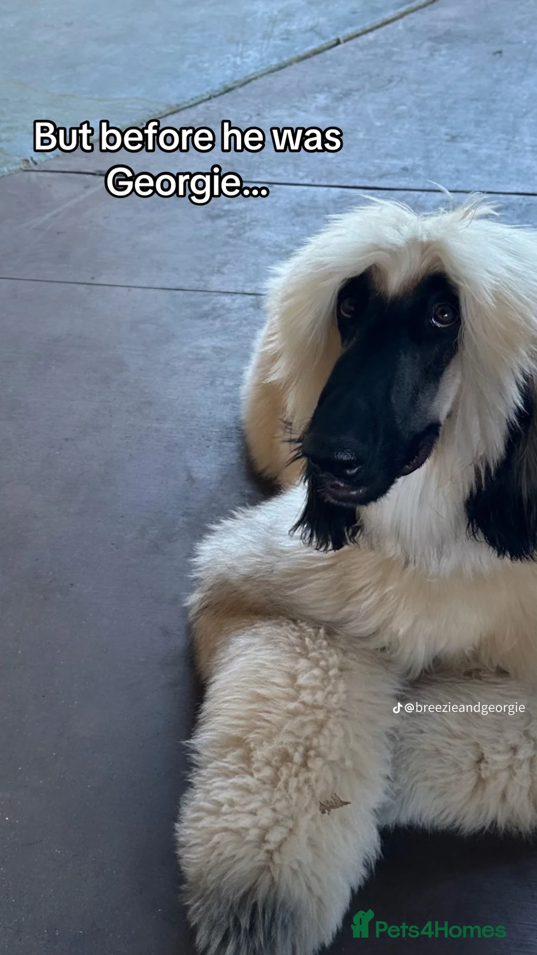 Afghan Hound dogs for sale: Afghan Hound  - Advert 4