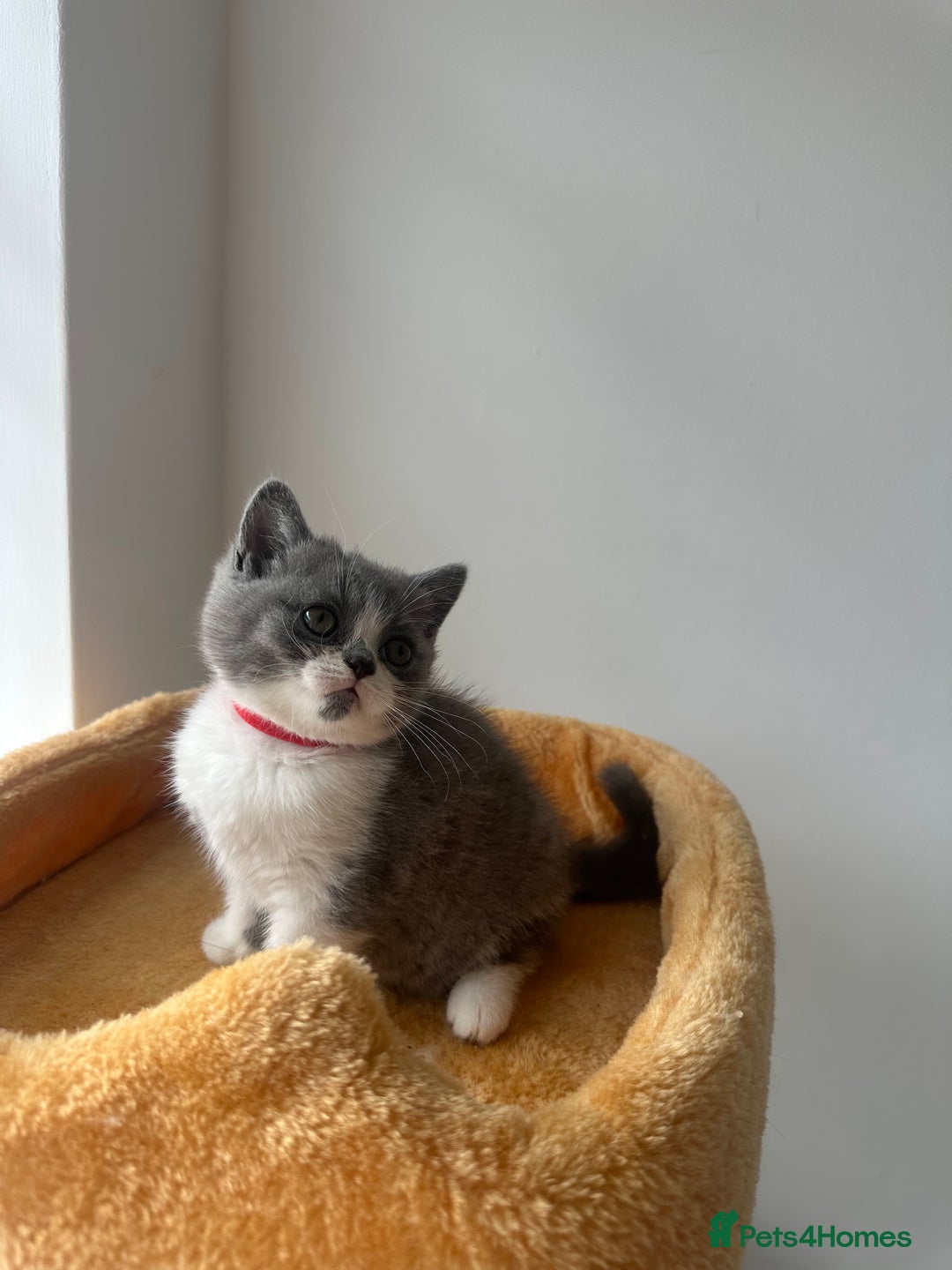 British Shorthair cats for sale: 🐻 Beautiful Teddy Bear BSH and BLH 🐻 - Image 14