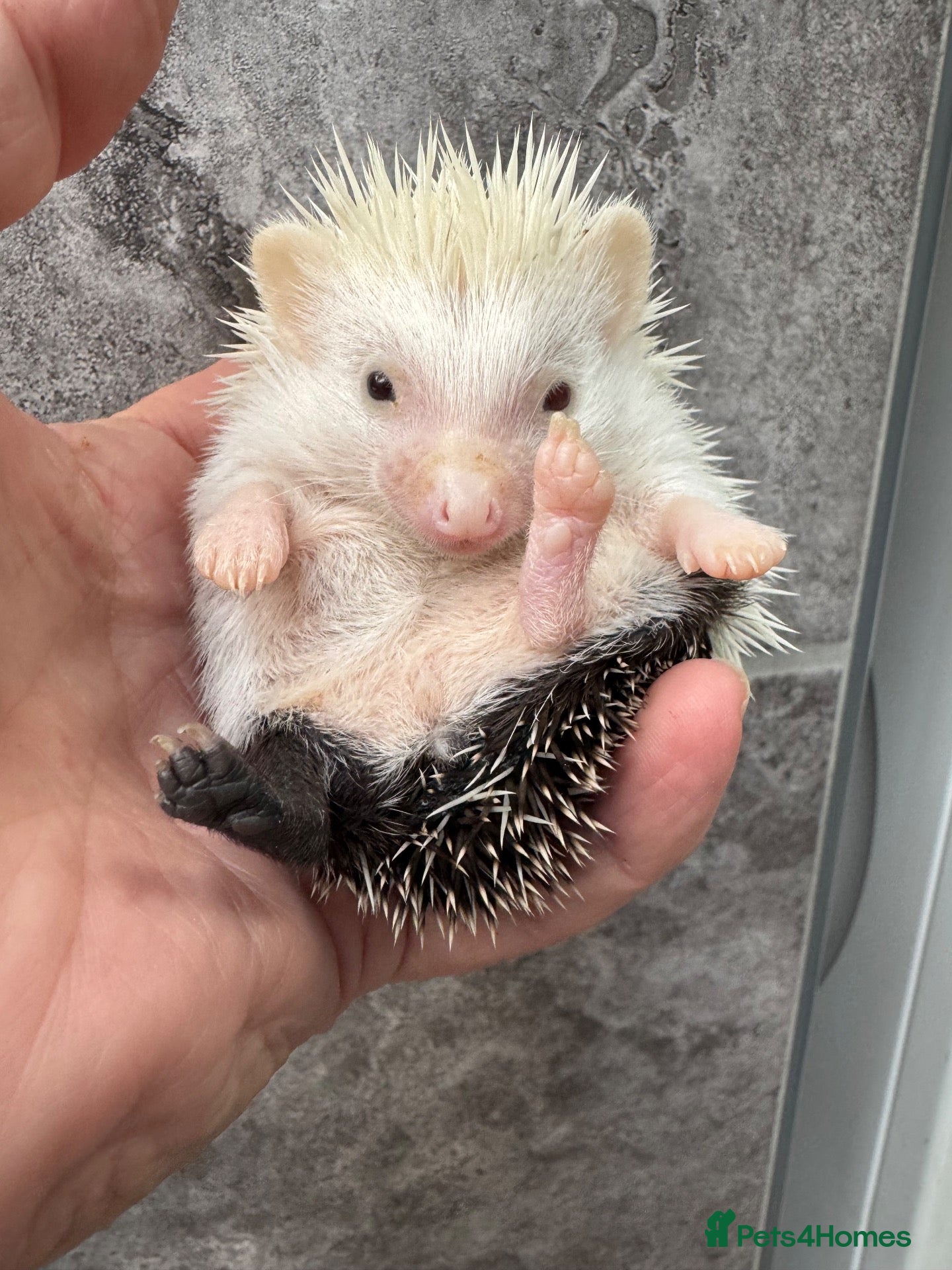 Pygmy Hedgehog rodents 8 week old reverse pinto boy & girl  .READY  - Advert 1