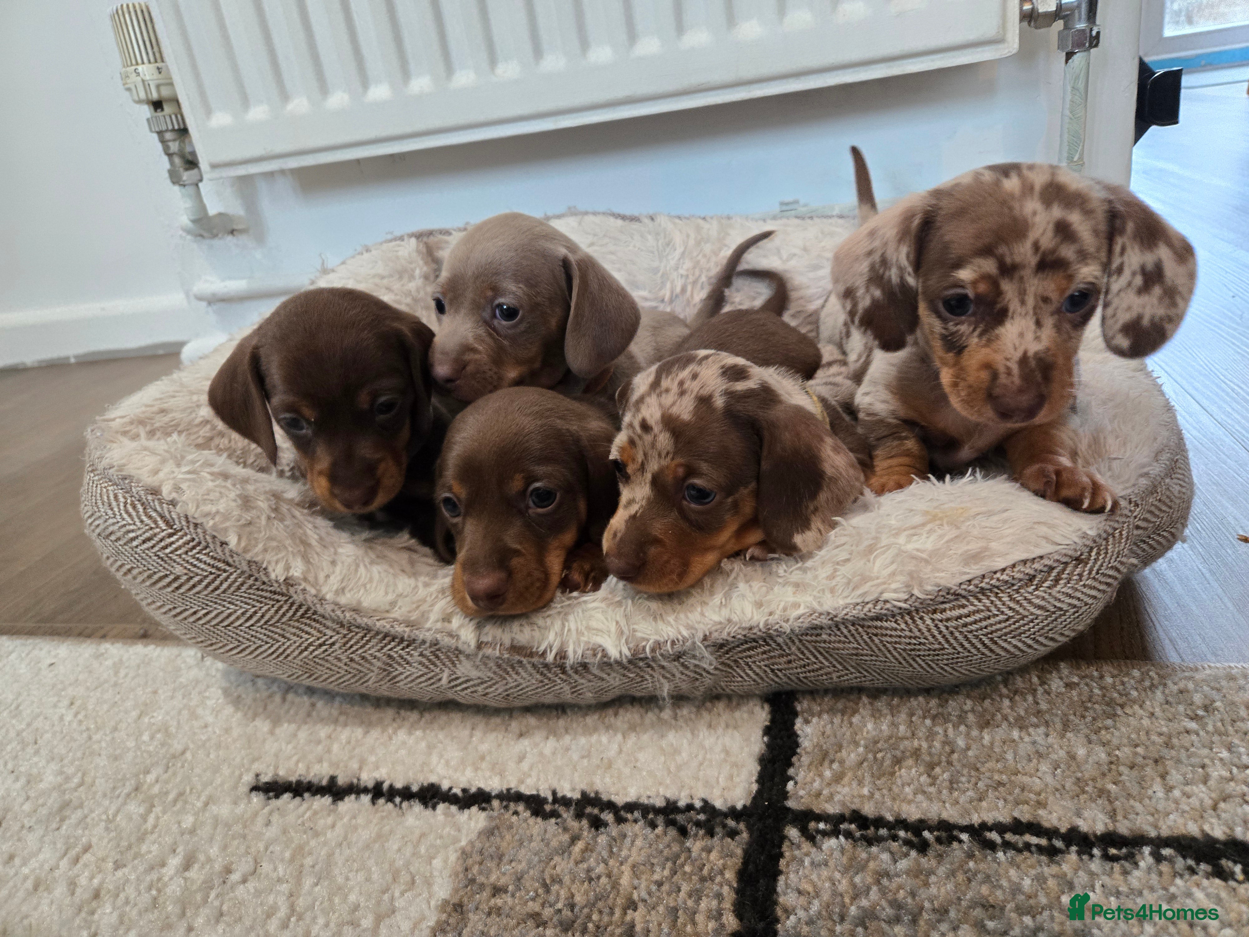 Miniature Dachshund dogs Miniature Dachshund Puppies (smooth haired) - Advert 1