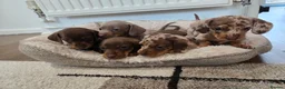 Miniature Dachshund dogs for sale: Ready to Leave! Miniature Dachshund Puppies - Advert 2