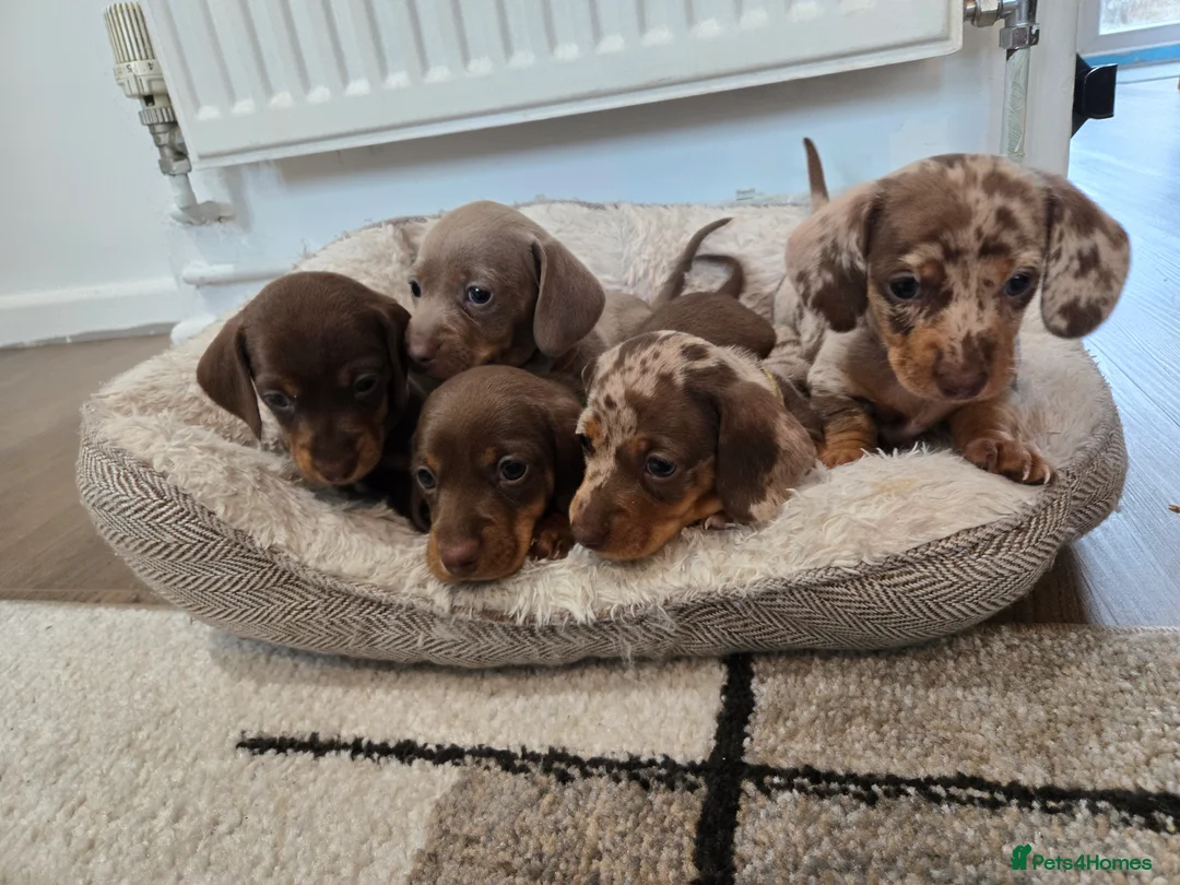 Miniature Dachshund dogs for sale: Ready to Leave! Miniature Dachshund Puppies - Advert 2
