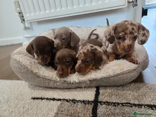 Miniature Dachshund dogs Miniature Dachshund Puppies (smooth haired) - Advert 1