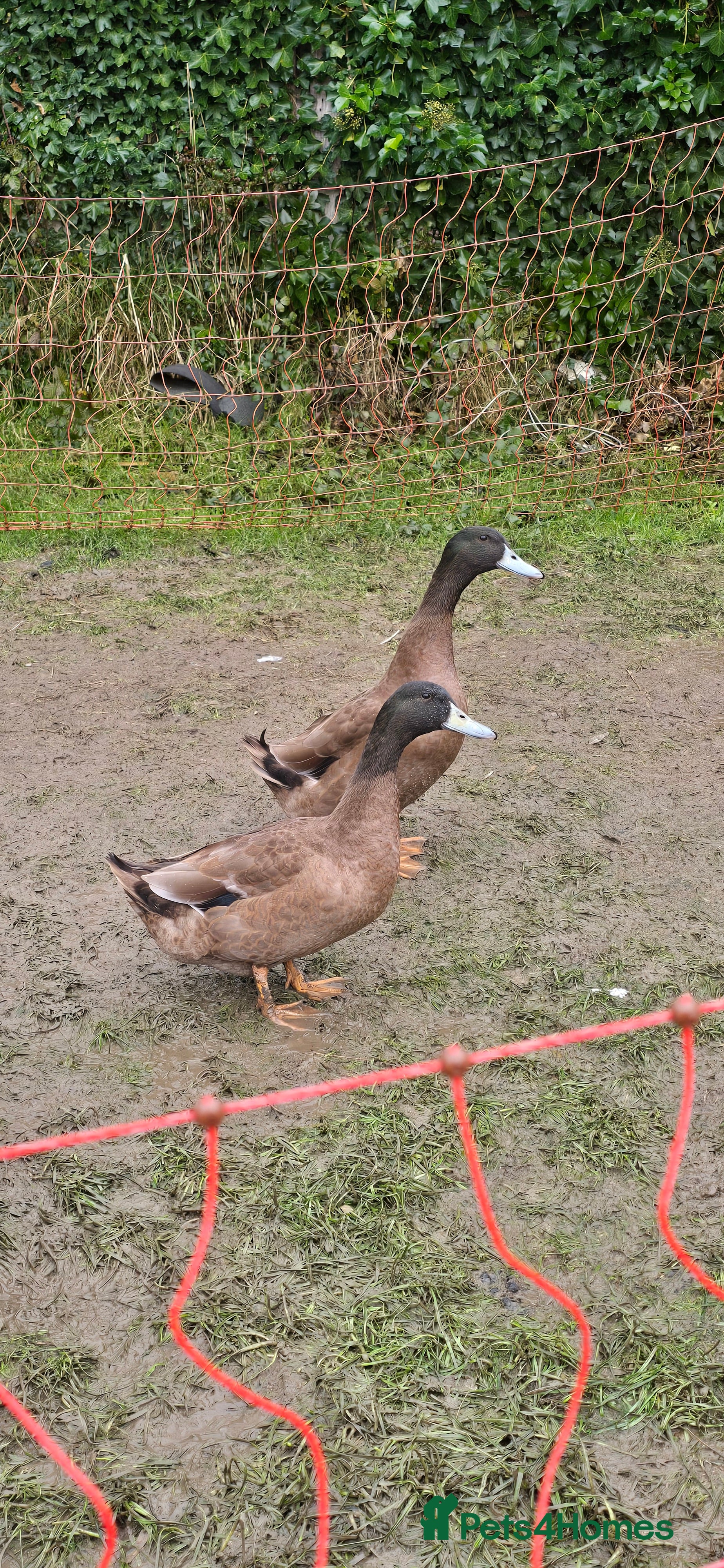 Ducks poultry Khaki Campbell Duck Hatching Eggs - Advert 7