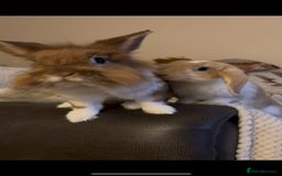 Lionhead rabbits for sale: Bonded pair  - Image 2