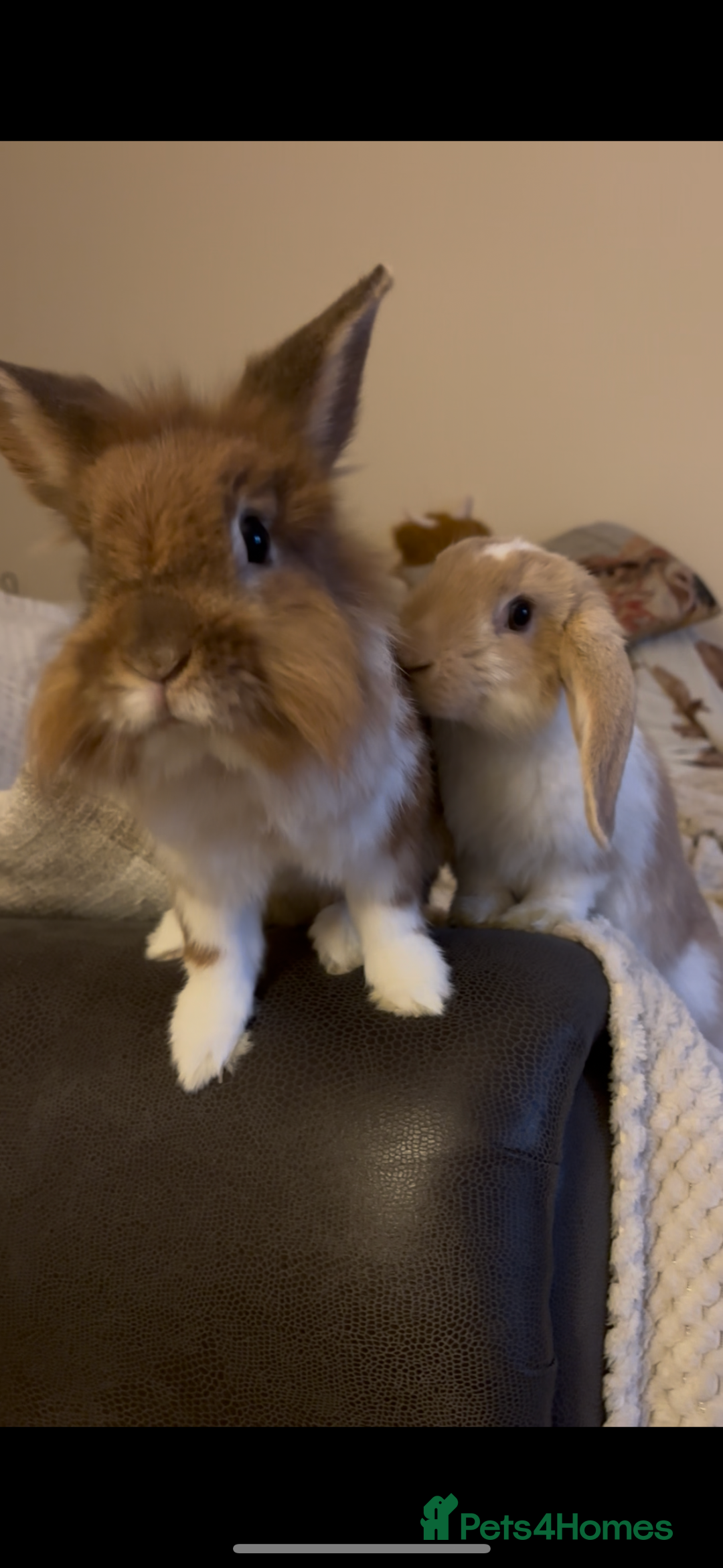 Lionhead rabbits for sale: Bonded pair  - Image 2