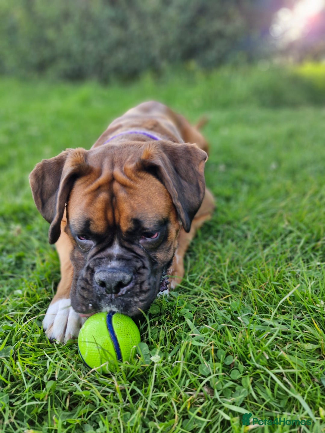 Boxer dogs for sale: Gorgeous Litter of 9 KC Registered Boxer Puppies - Image 24