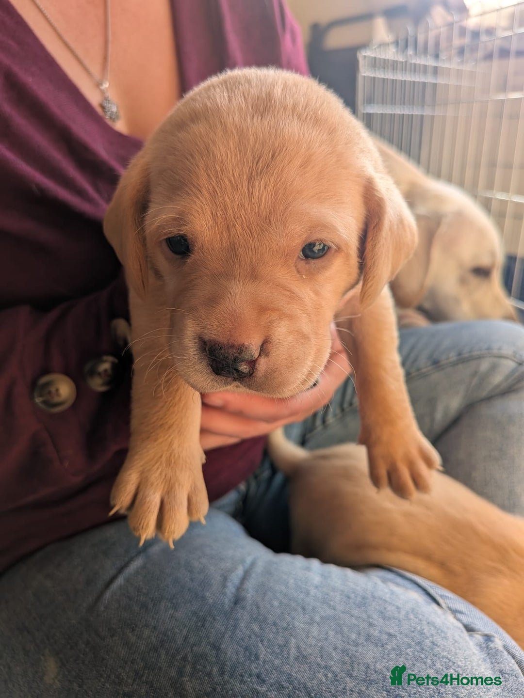Labrador Retriever dogs for sale: Gorgeous Labrador puppies - Image 4