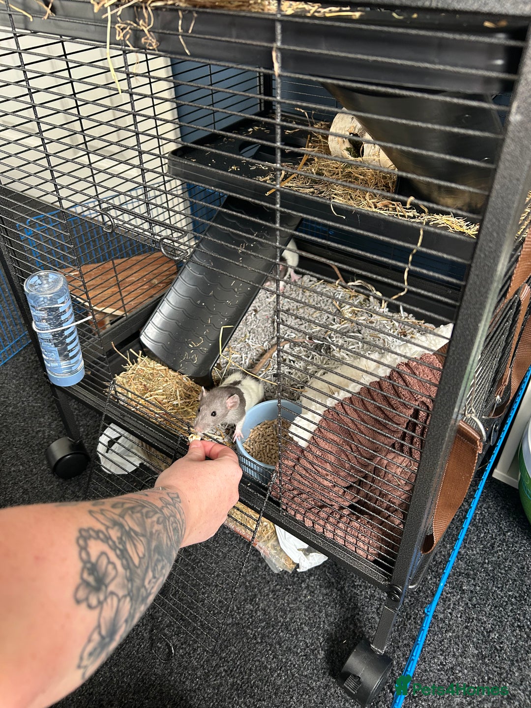 Rat rodents for sale: Dumbo female rats for sale 12 week old  - Image 6