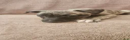 Whippet dogs for sale: KC HEALTH AND HEART TESTED WHIPPETS - Advert 3