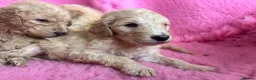 Goldendoodle dogs for sale: Beautiful Goldendoodles - Advert 28