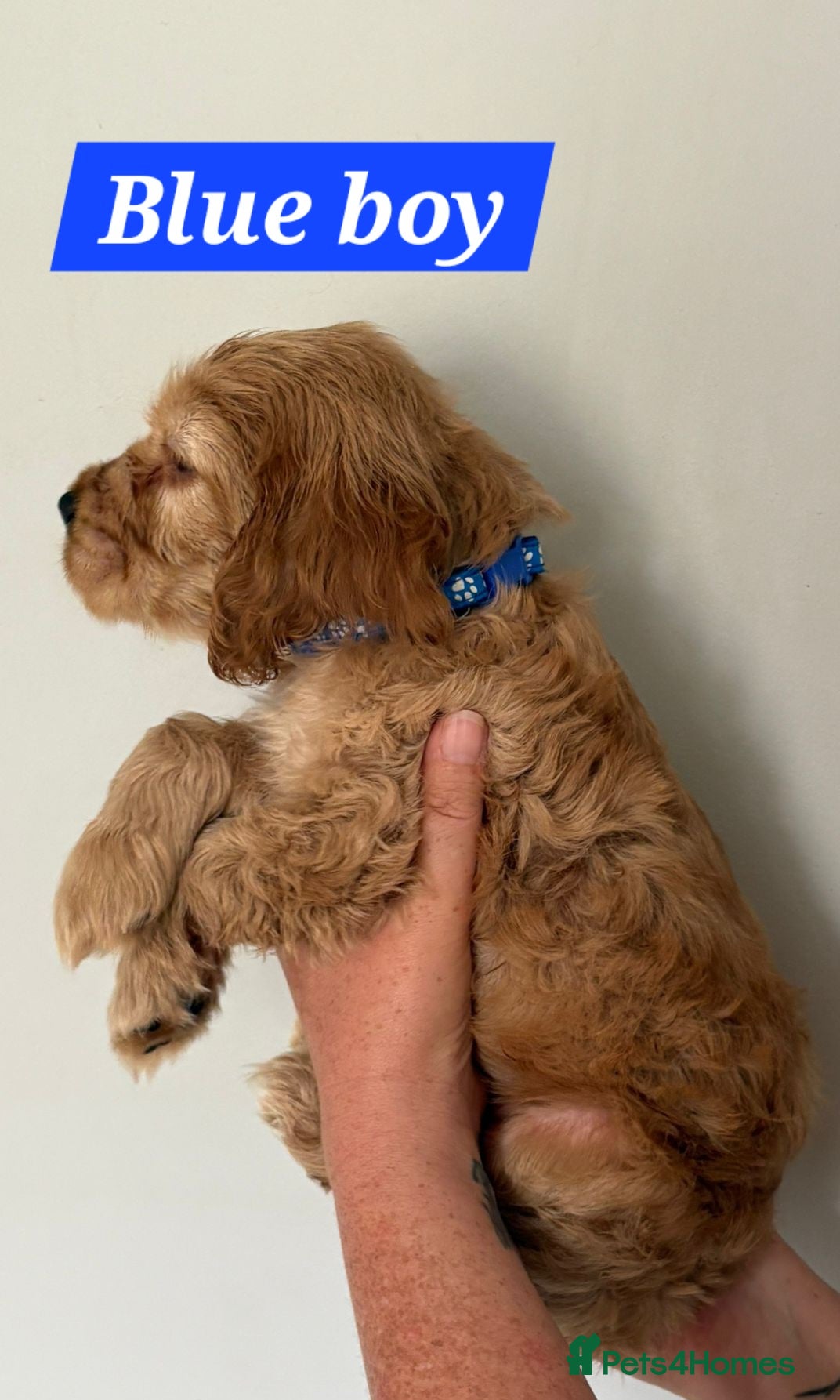 Cocker Spaniel dogs for sale: Show cocker spaniels - Advert 9