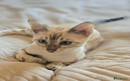 Bengal cats for sale: 🪽 Waiting List Open Snow Bengals 🐆🪽 - Image 10